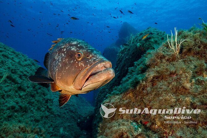 1 single dive in the Capo Carbonara marine protected area. For patented. - Key things to know before you go