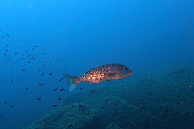 Advanced Open Water Diver course - Entering 30-Meter Skills: What This Course Gives You