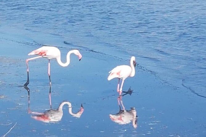 Apelisetta tuk tuk: 2 hours tour of Cagliari - Molentargius-Saline Park: flamingo ponds and the luck factor