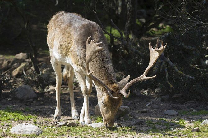 Cagliari: Is Cannoneris Nature Reserve Jeep and Walking Private Tour from Chia - Price and value: is $150.10 a good deal?