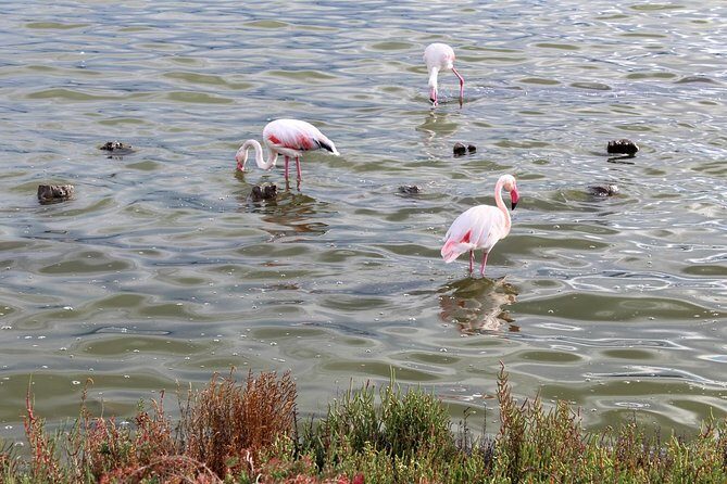 Cagliari urban trekking experience: the city you did not expect - Why Castello is the Cagliari surprise you didn’t plan for