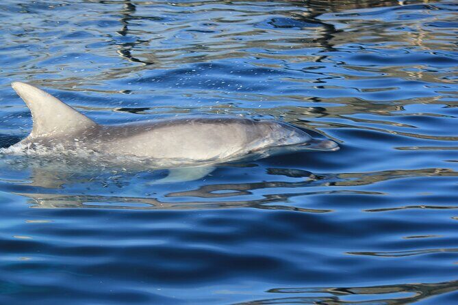 Capo Figari: Dolphin sighting from Olbia - Key Highlights You’ll Care About