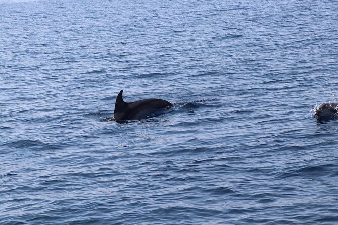 Catamaran excursions in the Asinara island National park - The Land Stop: Former Prison Area and Marine Animal Recovery
