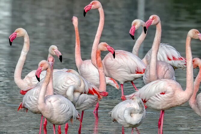 Combo: Cagliari Old Town and the Oasis of Flamingos - Castello’s fortifications: from Bastion Saint Remy to the views