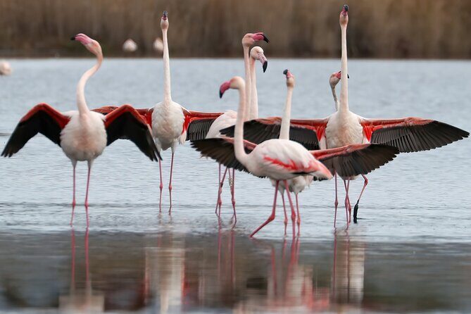 Combo: Cagliari Old Town and the Oasis of Flamingos - Villanova and the flower balconies vibe