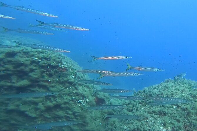 Diving baptism with cylinders (Introdive) at the Capo Carbonara Marine Protected Area - Value check: price vs what’s included (and what you’ll pay for yourself)