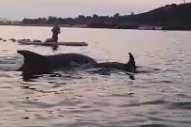 Dolphin-spotting SUP tour with Golfo Aranci aperitif - The SUP lesson: quick, clear, and actually confidence-building