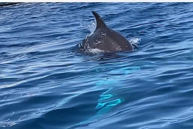 Dolphin-spotting SUP tour with Golfo Aranci aperitif - Paddling past Figarolo toward Cala Moresca’s dolphin zone