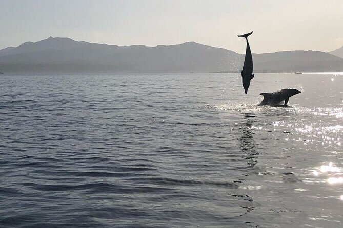 Dolphin watching and snorkeling in Figarolo - Capo Figari Dolphin Watching: What to Look For