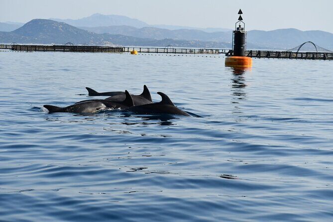Dolphin watching and snorkeling in Figarolo - Comfort, Suitability, and Practical Limits