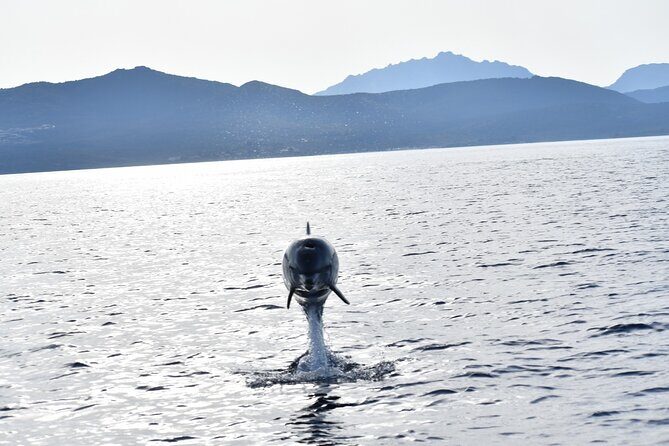 Dolphin watching and snorkeling in Figarolo - Who Should Book This Tour in Figarolo