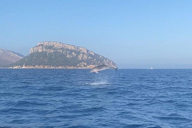 Dolphin Watching and Snorkeling in Figarolo in Sardinia - Dolphin Spotting and Snorkeling: Key Things You’ll Actually Care About