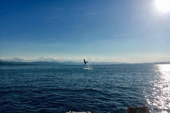 Dolphin Watching and Snorkeling in Figarolo in Sardinia - Price and Value: Is $84.69 Worth It?