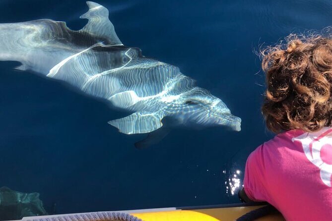 Dolphin Watching and Snorkeling in Figarolo in Sardinia - Who Should Book This (And Who Might Want Another Option)