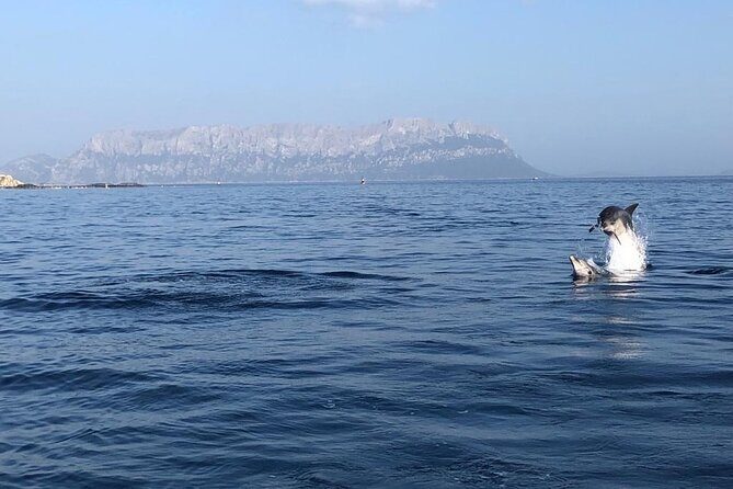 Dolphin Watching and Snorkeling in Figarolo in Sardinia - Should You Book Dolphin Watching and Snorkeling in Figarolo?
