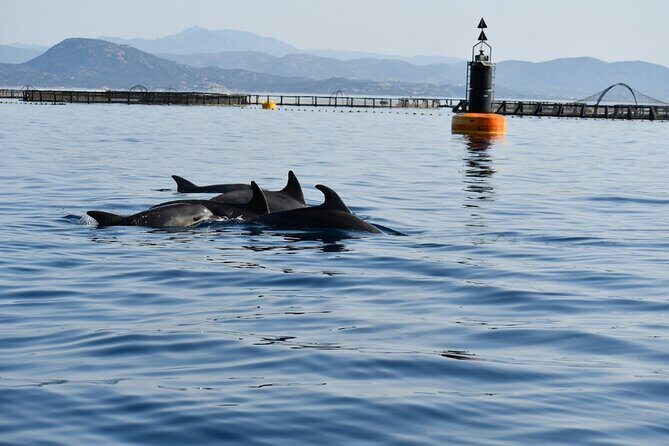 Dolphin Watching and Snorkeling in Figarolo in Sardinia - Cala Greca and Cala Moresca: Your Real Swim and Snorkel Time