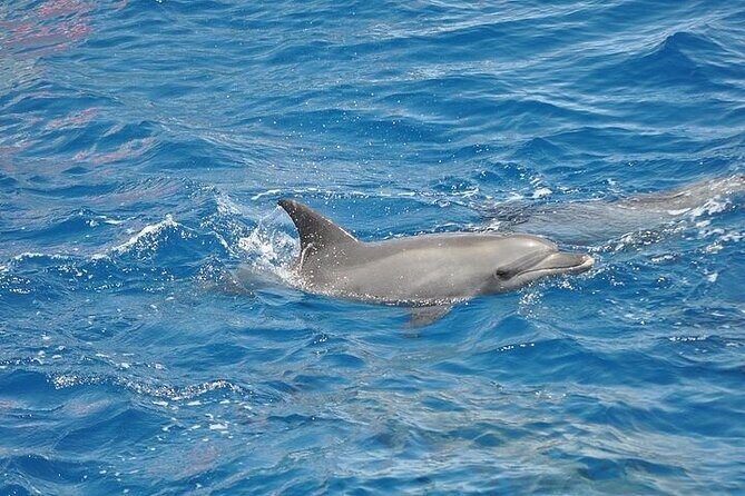 Dolphin Watching Boat Excursion to Figarolo Island from Olbia - Why this dolphin trip from Olbia feels worth the money