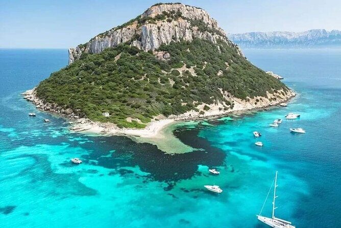 Dolphin Watching Boat Excursion to Figarolo Island from Olbia - Dolphin spotting in real life: what the 80% chance means