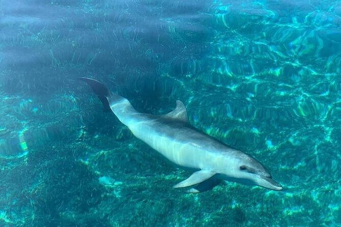 Dolphin Watching Boat Excursion to Figarolo Island from Olbia - Snorkeling with provided gear: fish you can actually watch