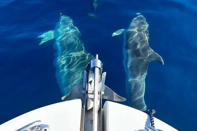 Dolphin Watching Boat Excursion to Figarolo Island from Olbia - Drinks on board and the pace that keeps it fun
