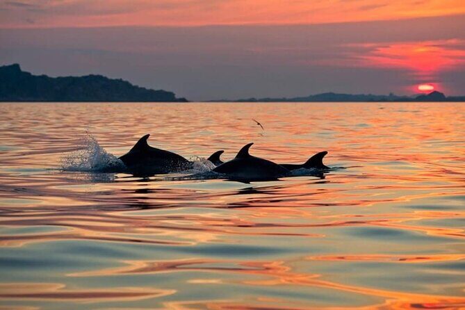 Dolphin Watching Boat Excursion to Figarolo Island from Olbia - Price and value: is $66.52 a smart buy?