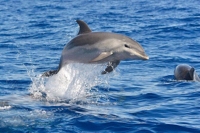 Dolphin Watching Tour with Snorkeling from Olbia - Snacks, soft drinks, and the small-group effect