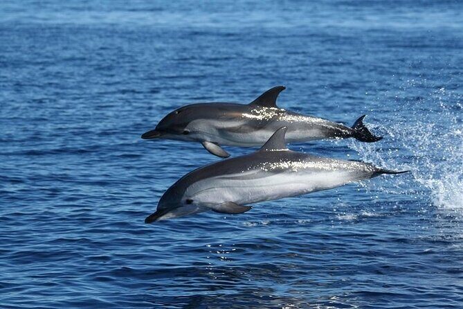 Dolphin Watching Tour with Snorkeling from Olbia - How the timing works for a 3.5-hour day