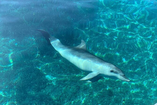 Dolphin Watching Tour with Snorkeling from Olbia - Price and value: why $72.59 can make sense here