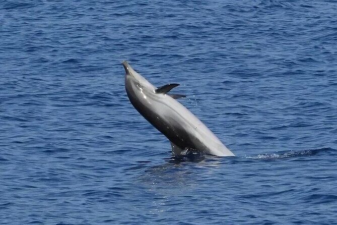 Dolphin Watching Tour with Snorkeling from Olbia - Capo Figari: limestone caves, wild-bird cliffs, and an aperitif moment