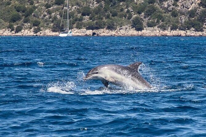 Dolphins Circus tour in Small group - Relaxing stops and the aperitif: the laid-back pacing