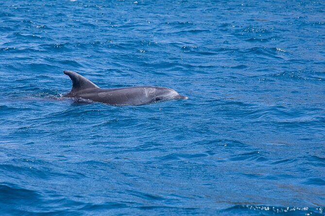 Dolphins Circus tour in Small group - Should you book Dolphins Circus from Cugnana?