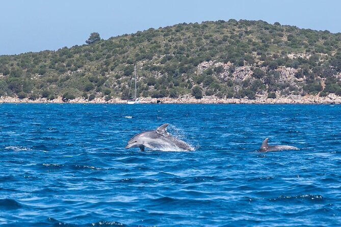 Dolphins Rib boat (up 6 people) Private - Price and value: $417 per private group of up to 6