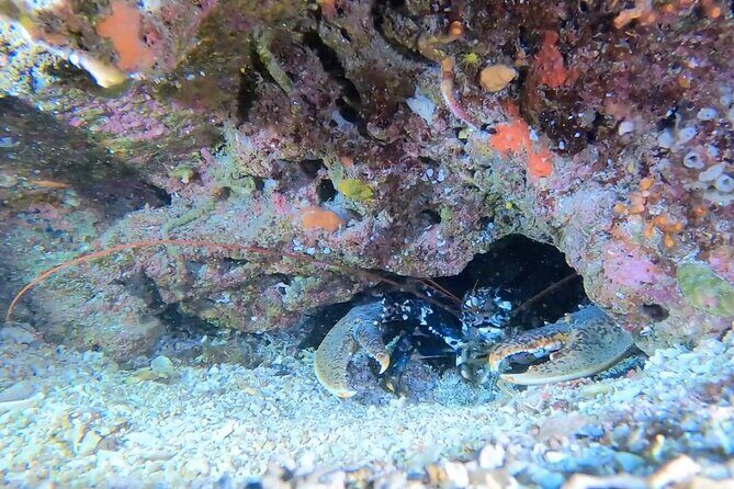 Double dive in the Capo Carbonara Marine Protected Area, for patents. - Why Capo Carbonara is worth the boat plan