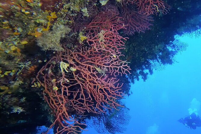 Double dive in the Capo Carbonara Marine Protected Area, for patents. - Nitrox (free for those who qualify): how to plan smart
