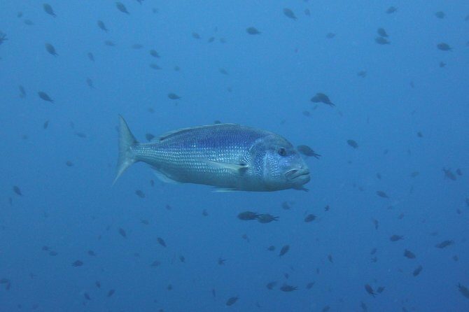 Double dive in the Capo Carbonara Marine Protected Area, for patents. - Equipment and fit: what you get, what you bring, and what to double-check