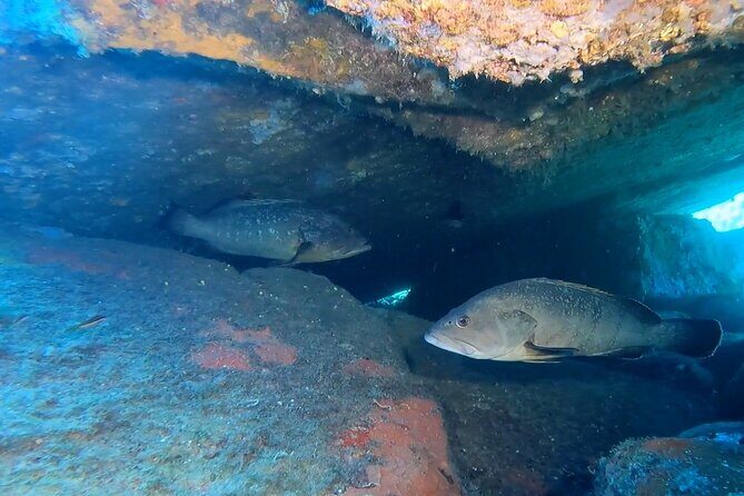 Double dive in the Capo Carbonara Marine Protected Area, for patents. - Logistics that make a difference: pickup, group size, and language