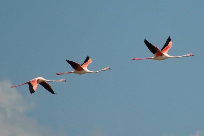 Flamingos Sightseeing Segway Tour - Meet at Via Sant’Eulalia and Learn the Segway Basics