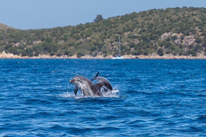 Golfo di Olbia and Dolphins Island Private Boat Tour - How the Stops Work: Coves, Snorkelling Spots, and Island Views