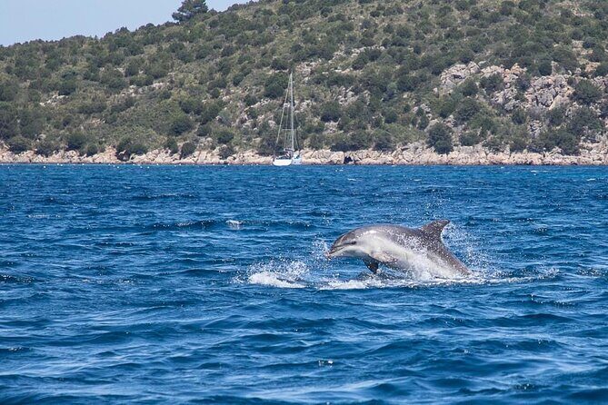 Golfo di Olbia and Dolphins Island Private Boat Tour - Dolphins in the Gulf: When Luck Meets a Good Route