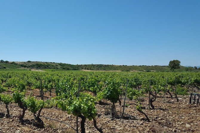 Half-Day Small-Group Wine Experience with Wine Expert from Cagliari - Brunch-Style Pairings: Charcuterie, Cheese, Oils, and Jams