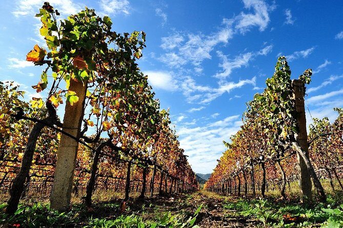 Half-Day Small-Group Wine Experience with Wine Expert from Cagliari - Getting There Without Headaches: Pickup, Timing, and Group Limits