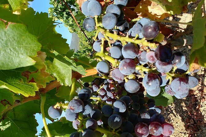 Half-Day Small-Group Wine Experience with Wine Expert from Cagliari - Who This Tour Fits Best (and Who Might Want a Different Plan)