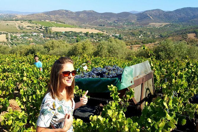 Half-Day Small-Group Wine Experience with Wine Expert from Cagliari - Meeting Franco in Cagliari and Giuseppe at the Winery