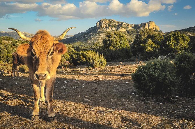Jeep tour Between Land & Sea - Orosei & Capo comino - Key highlights at a glance