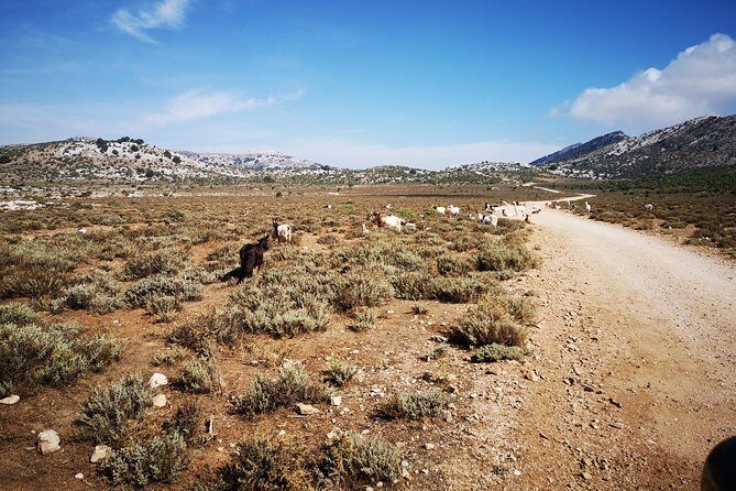 Off-road tour in the Supramonte and visit to Pischina Gurthàddala - From Campo Base Gorropu to Urzulei: The Setup Matters
