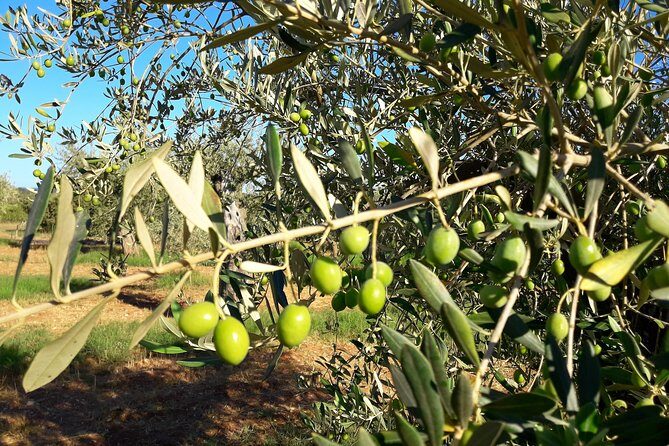 Orosei - 4x4 Tour & wine tasting - Cedarino River drive: a calmer scenic segment