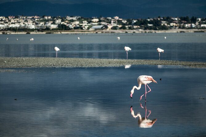 Panoramic and Old Cagliari tour - The Poetto Beach Drive-By: What You’ll See (and What You Won’t)