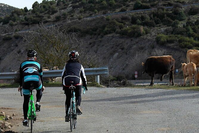 Road, Trekking or E-bike Bike Rental in Cagliari - The bikes: Italian brands, plus the kind of condition you notice right away