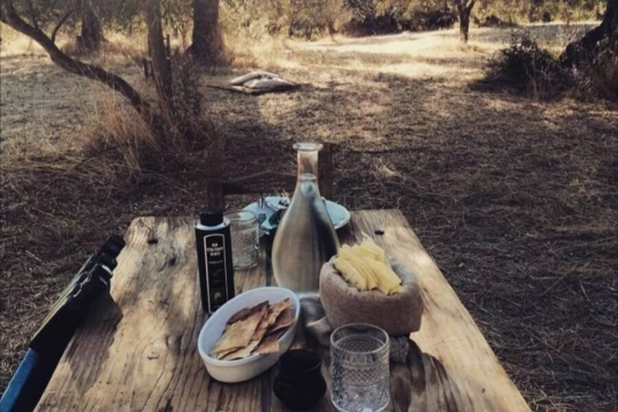 Sardinian Olive Oil tasting & Picnic among the olive trees - Old Olive Mill Meets Ethnographic Museum: Why the Story Works