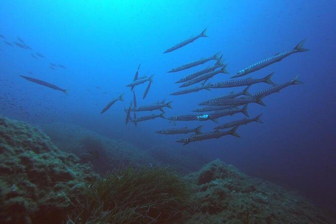 Scuba Diving in La Maddalena & Lavezzi Park for certified divers. - Meeting at Pollo Diving ASD in Porto Pollo (and getting out early)